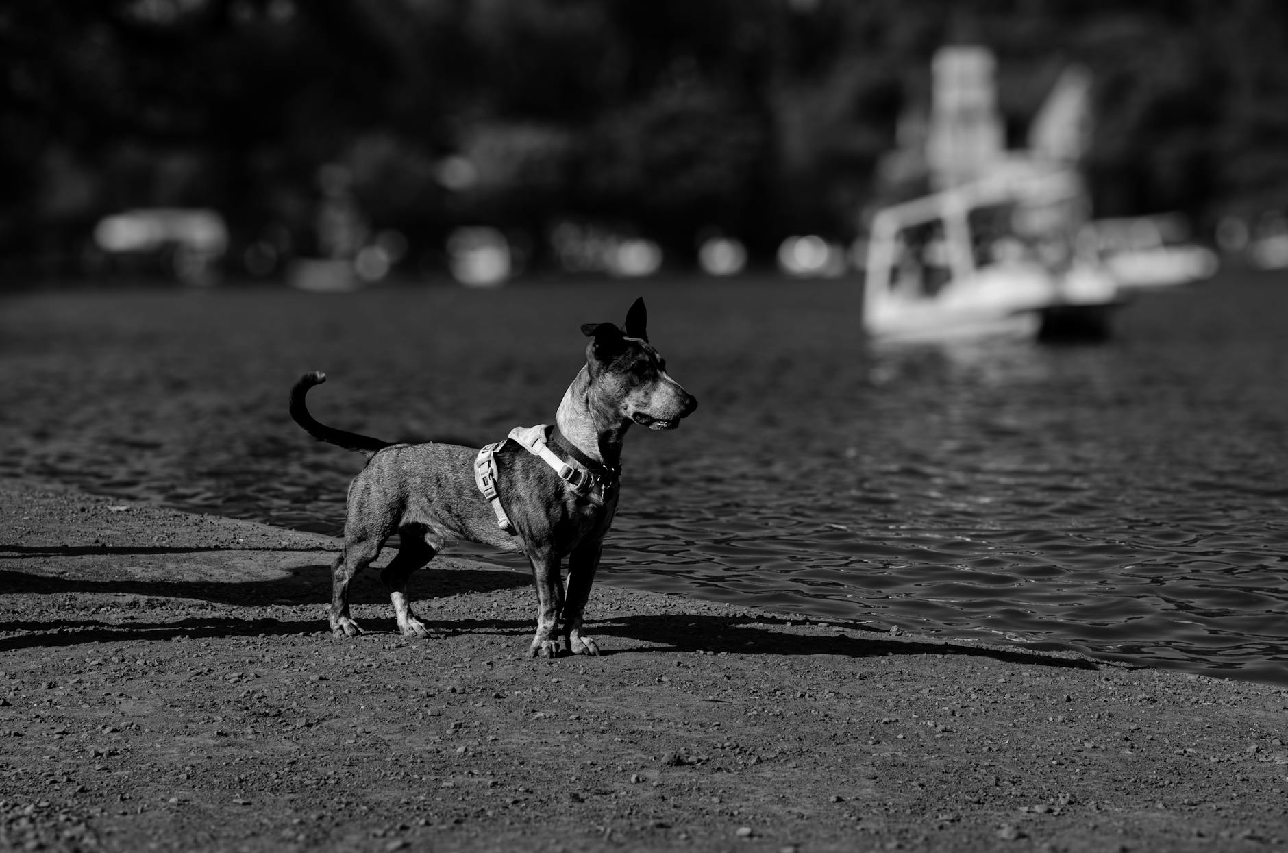 Dogo Shopping Street (Dogo Haikara Avenue) in Matsuyama