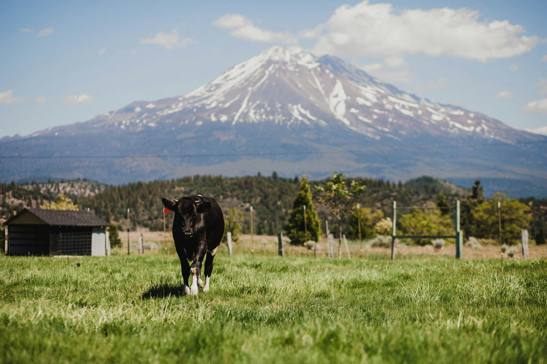Panther Meadows in Mount Shasta