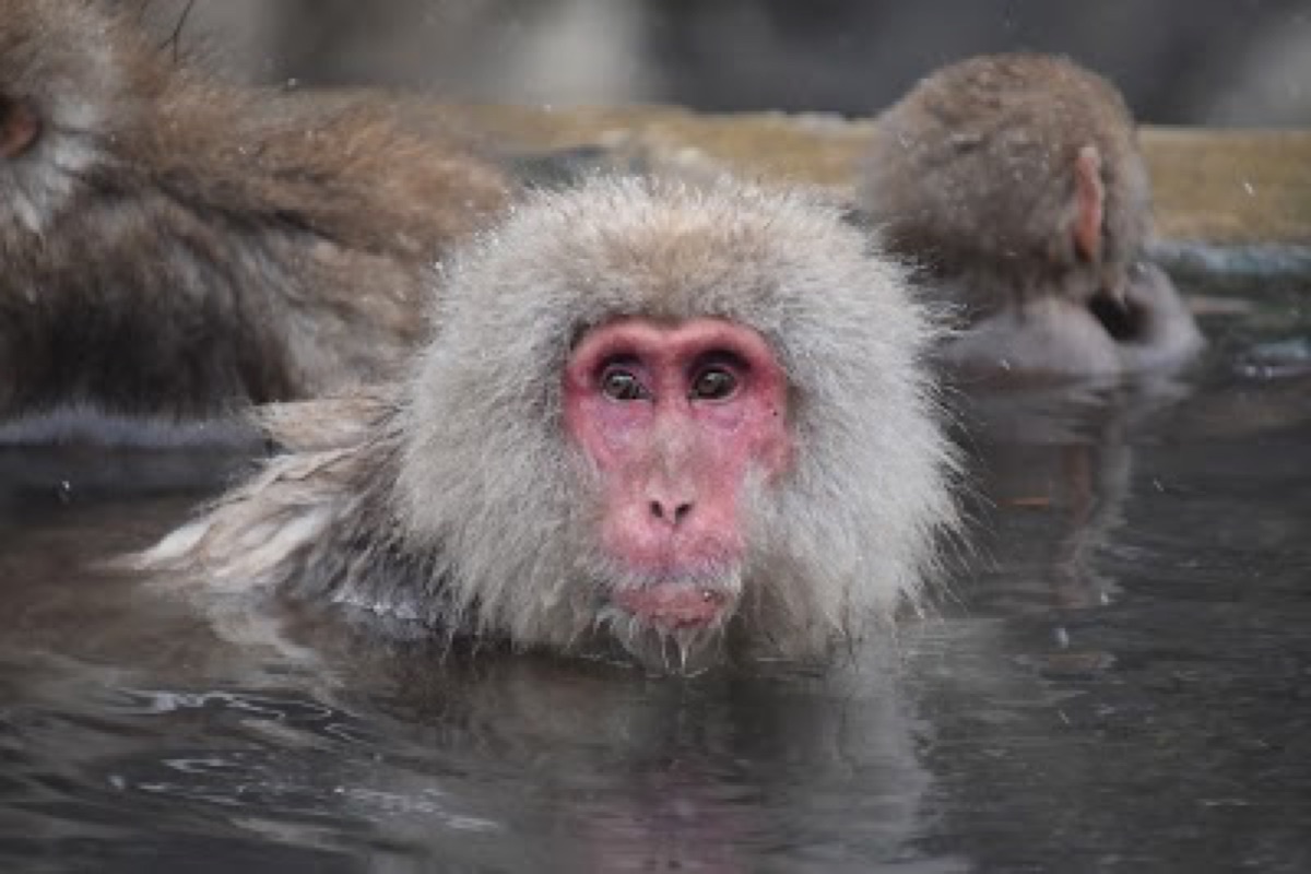 Wild Japanese macaques soaking in steaming hot springs at Jigokudani Snow Monkey Park near Nagano