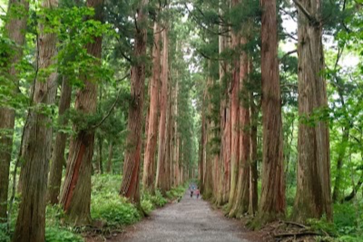 Togakushi Shrine Okusha avenue lined with ancient cryptomeria trees in Nagano