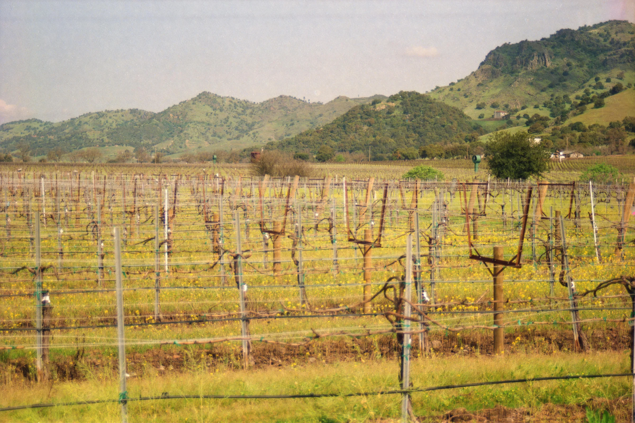 Golden hour view of Napa Valley vineyards in California