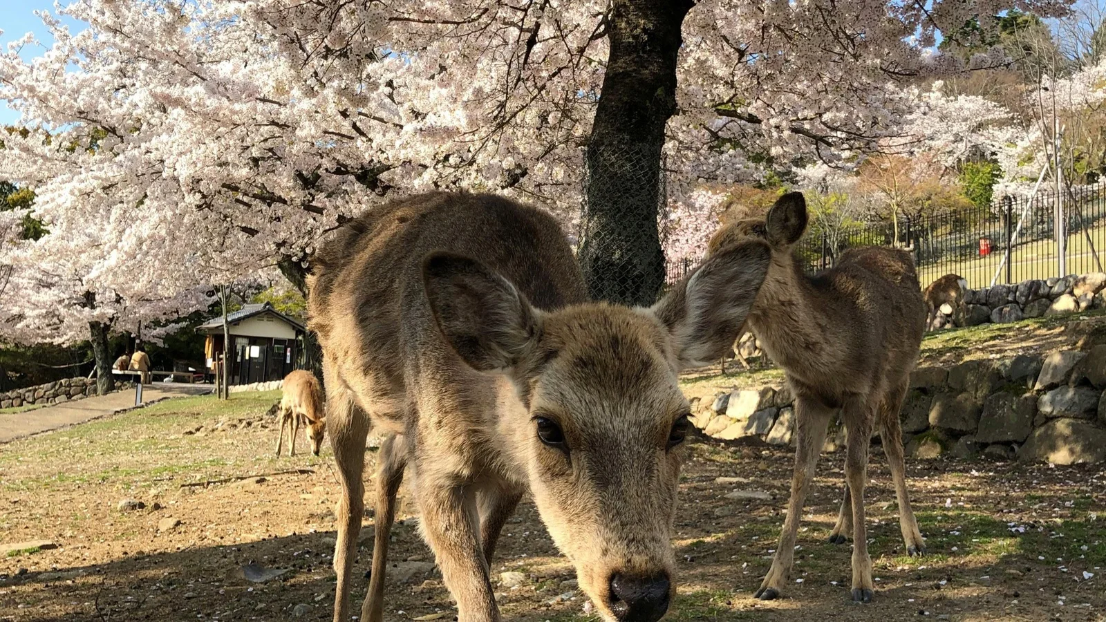 Deer grazing in Nara Park with Todai-ji Temple visible beyond the treeline