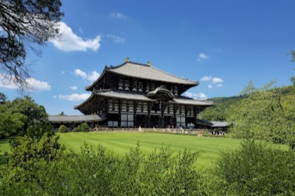 Free-roaming deer standing beneath cherry trees in Nara Park