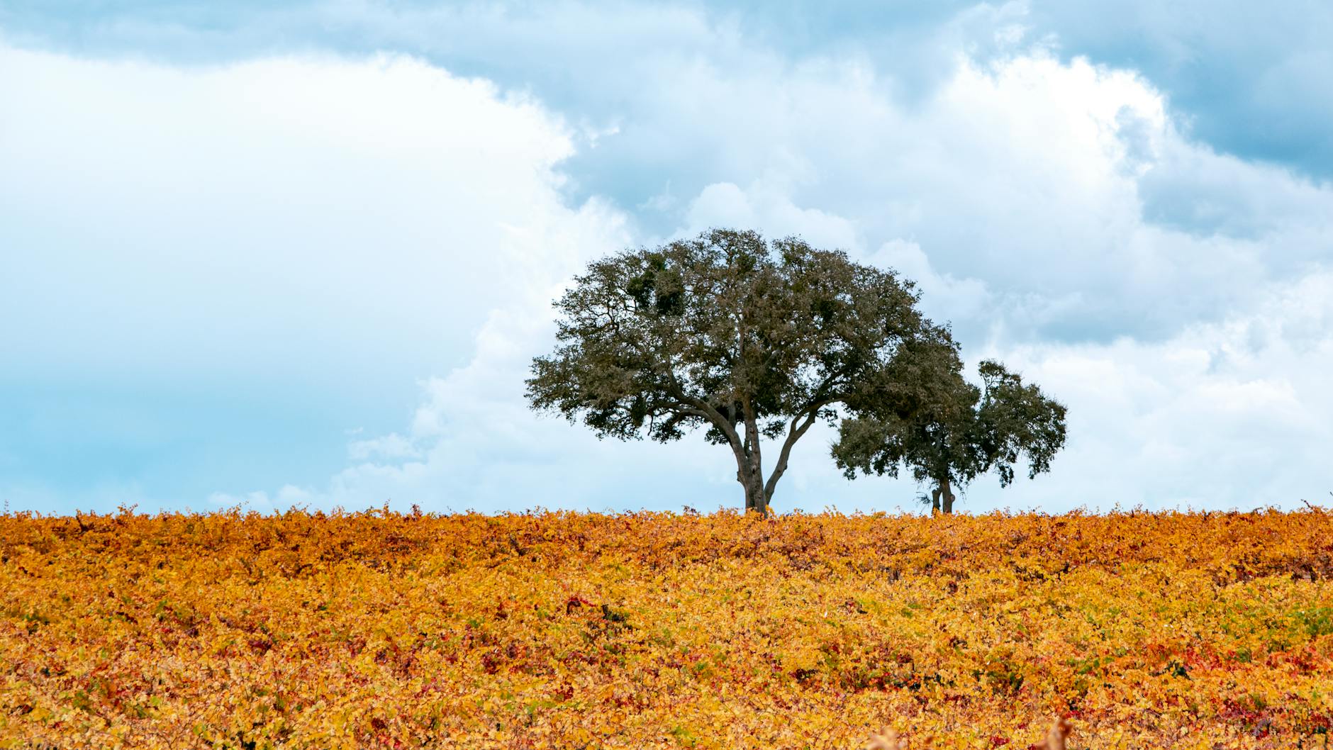 Studios on the Park in Paso Robles