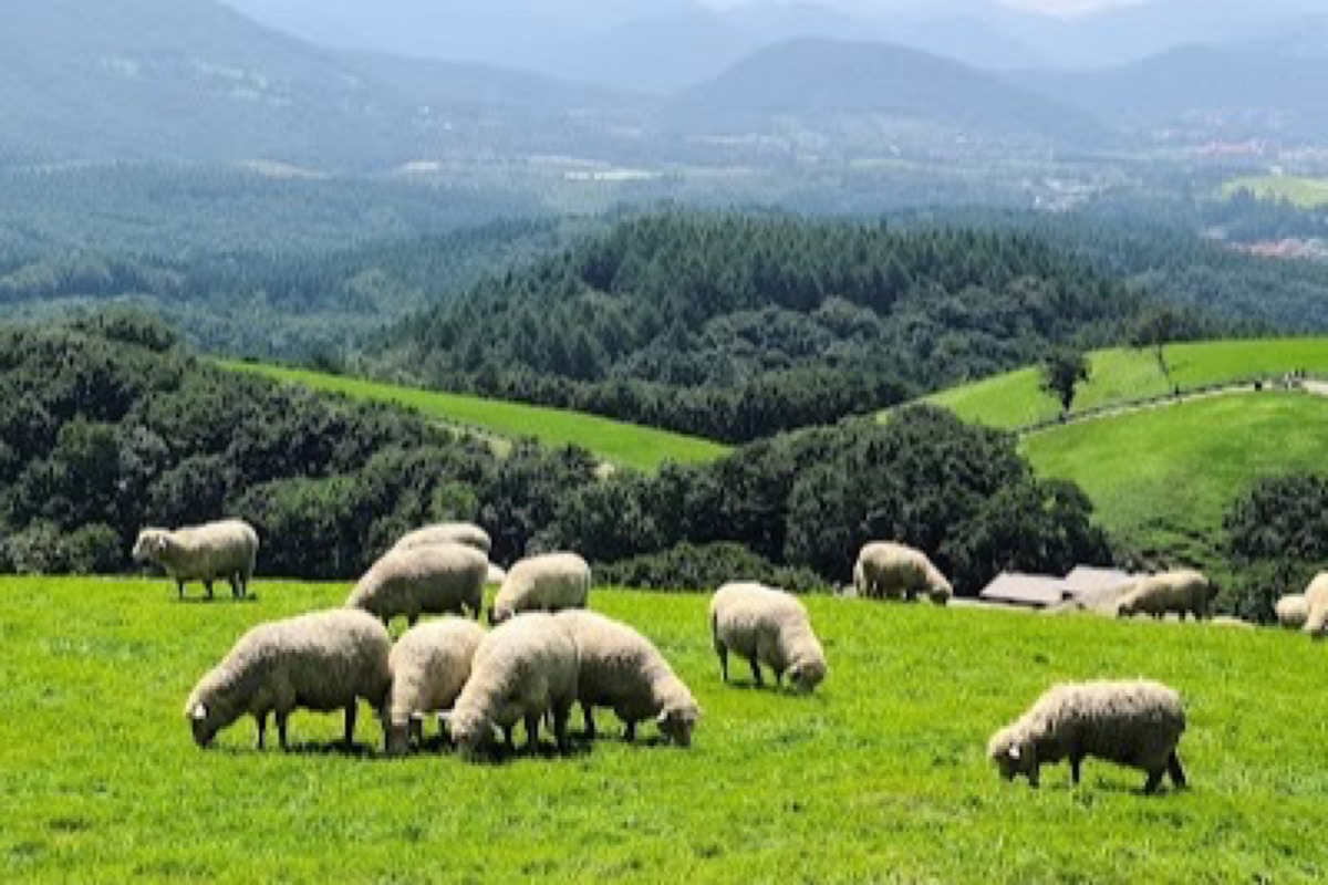 Daegwallyeong Sheep Farm snow-covered highland meadows with grazing sheep and mountain backdrops in Pyeongchang