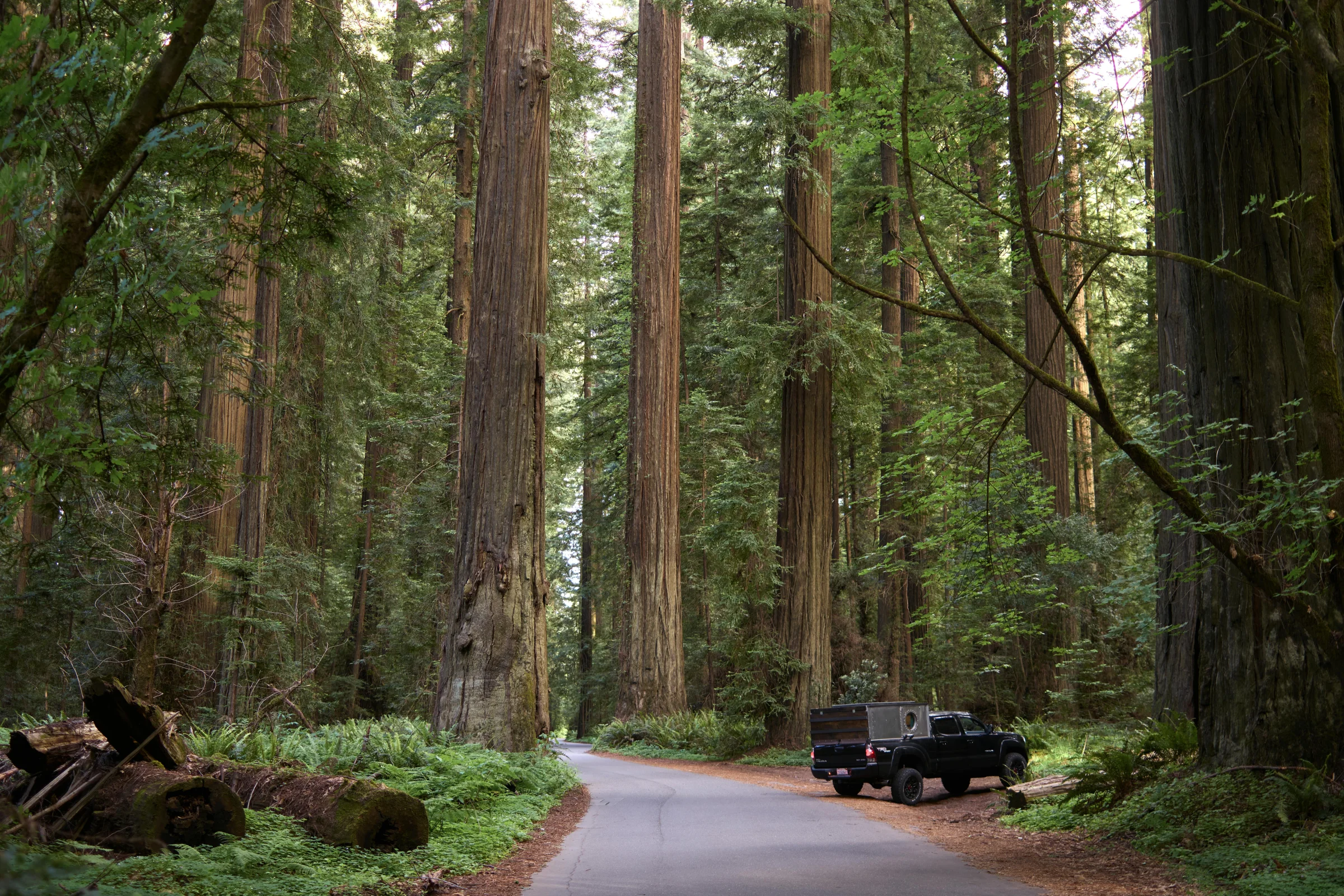 Sunlight streaming through towering redwood trees in a California forest