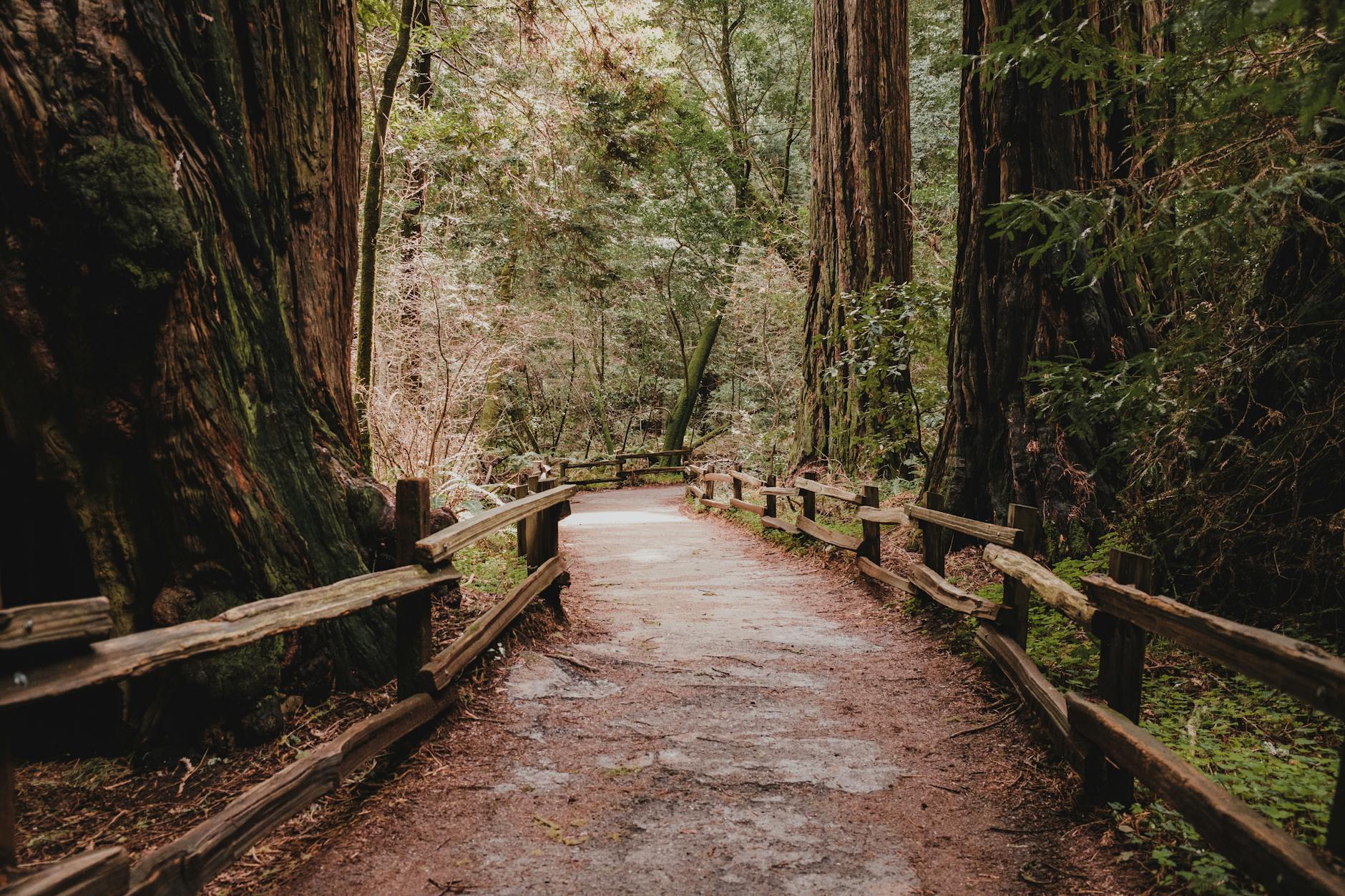 Redwood National and State Parks in Redwood National and State Parks