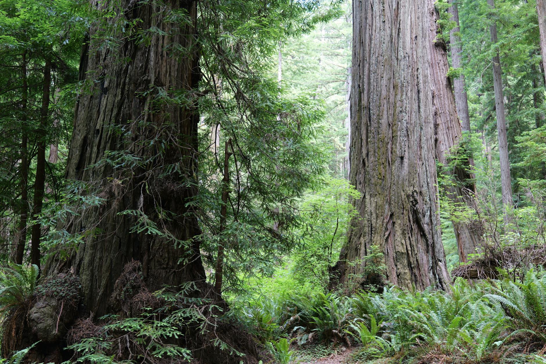 Trees of Mystery in Redwood National and State Parks