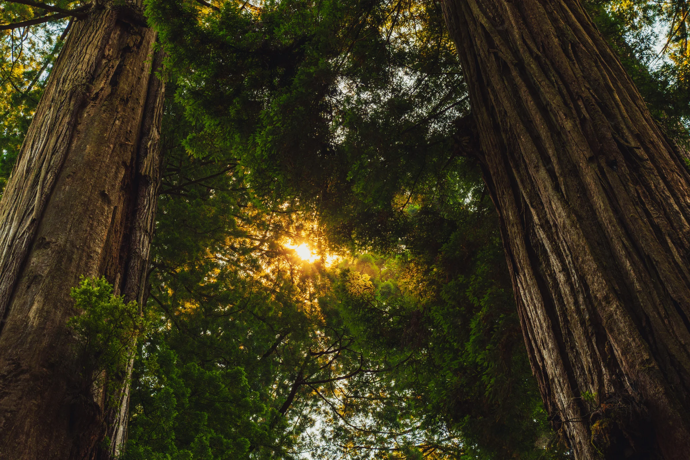 Sunlight streaming through towering coastal redwoods along a forest trail in Redwood National and State Parks, California