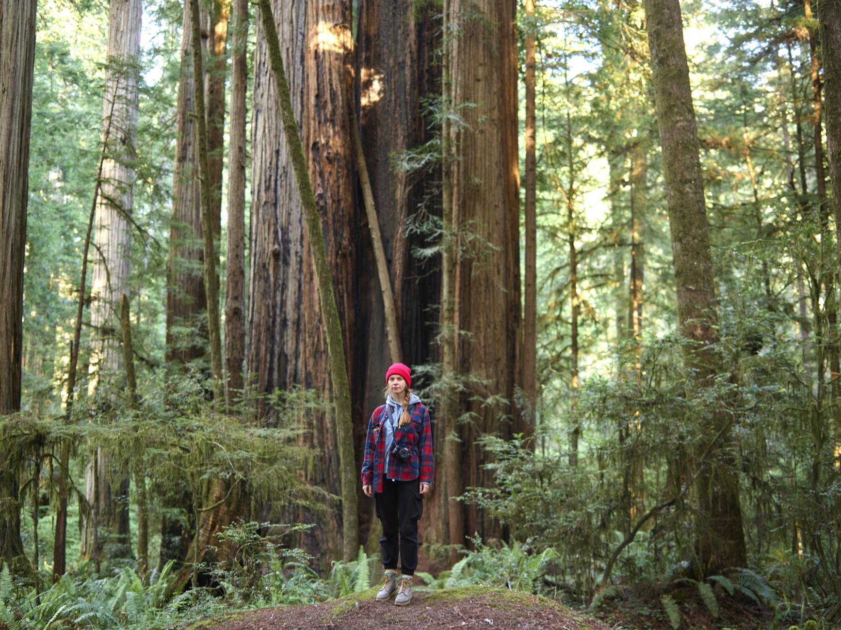 Prairie Creek Redwoods State Park in Redwood National and State Parks
