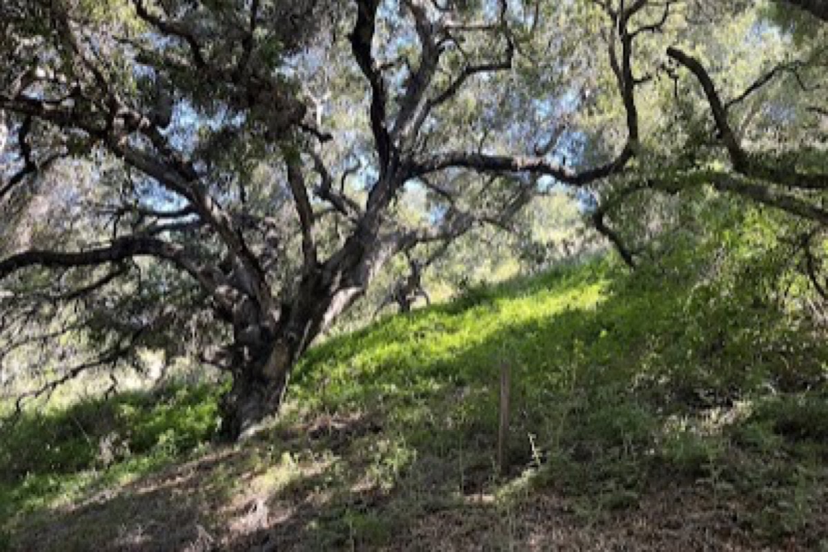 Bob Jones City to the Sea Trail near Avila Beach