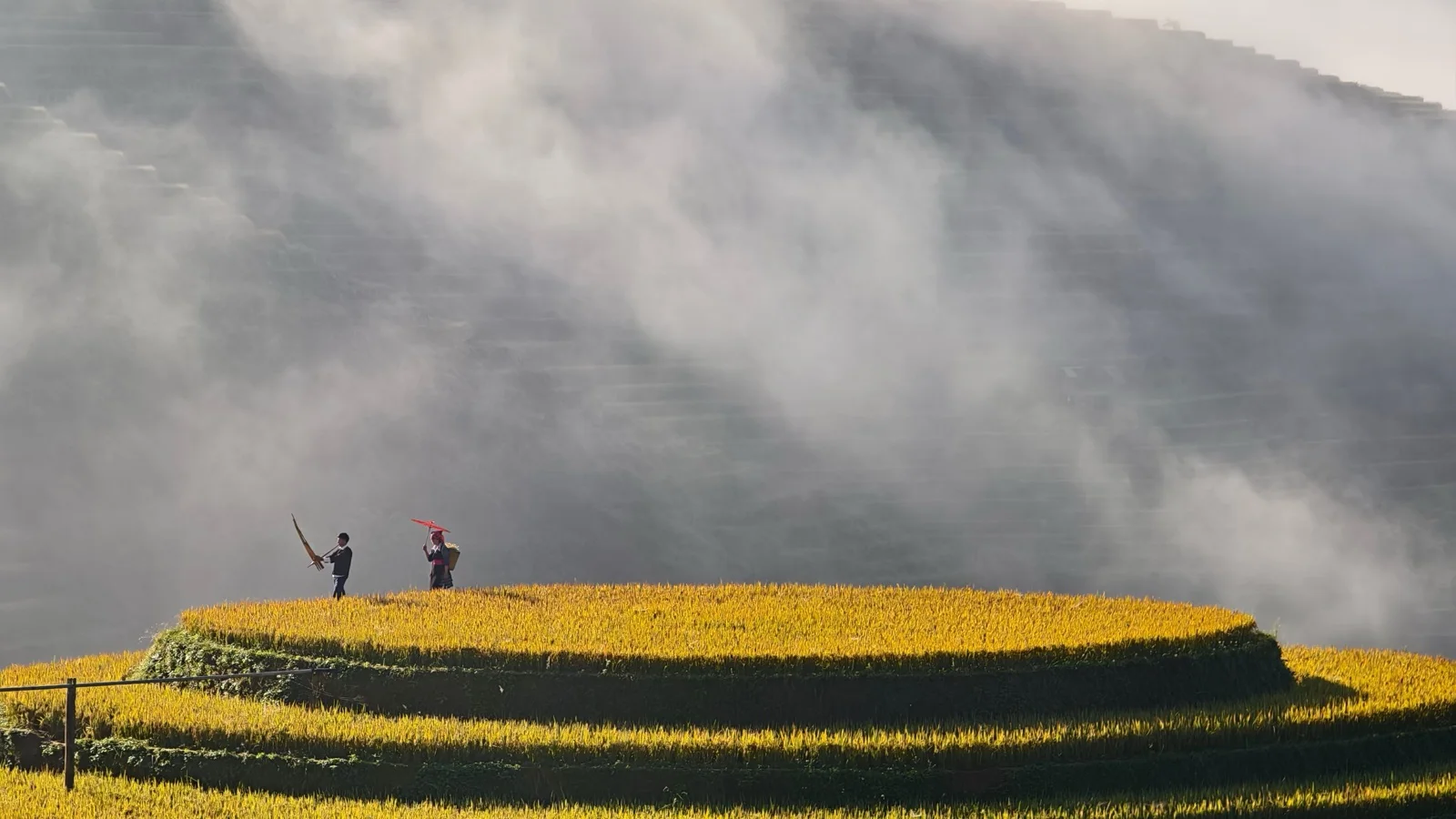 Layered golden rice terraces of Muong Hoa Valley glowing at harvest time below the mountains around Sapa