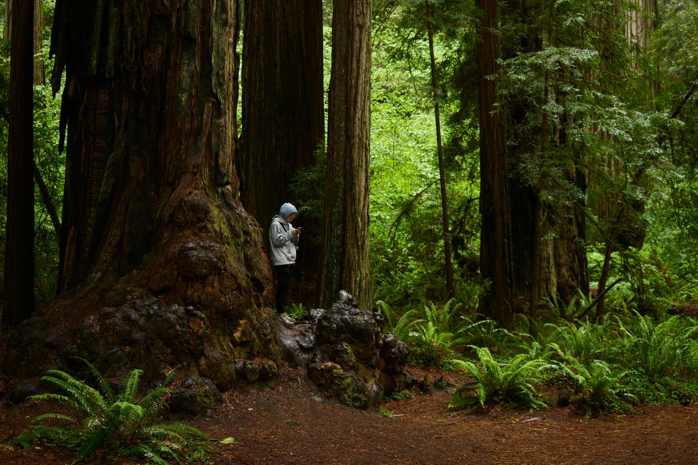 Sunlit trail winding through giant sequoia trees in California forest