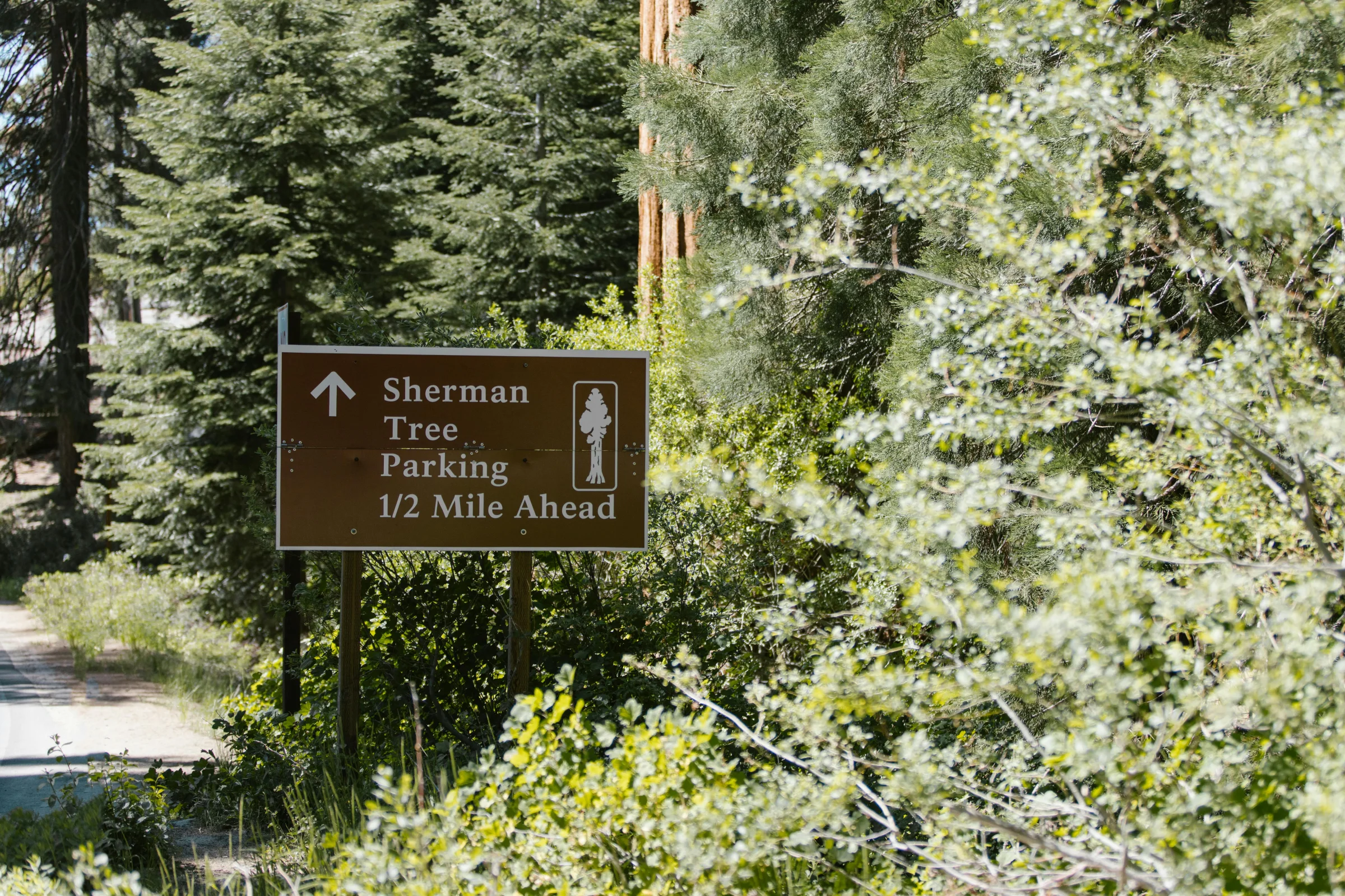 Sunlight filtering through giant sequoia trees in a California national park forest.