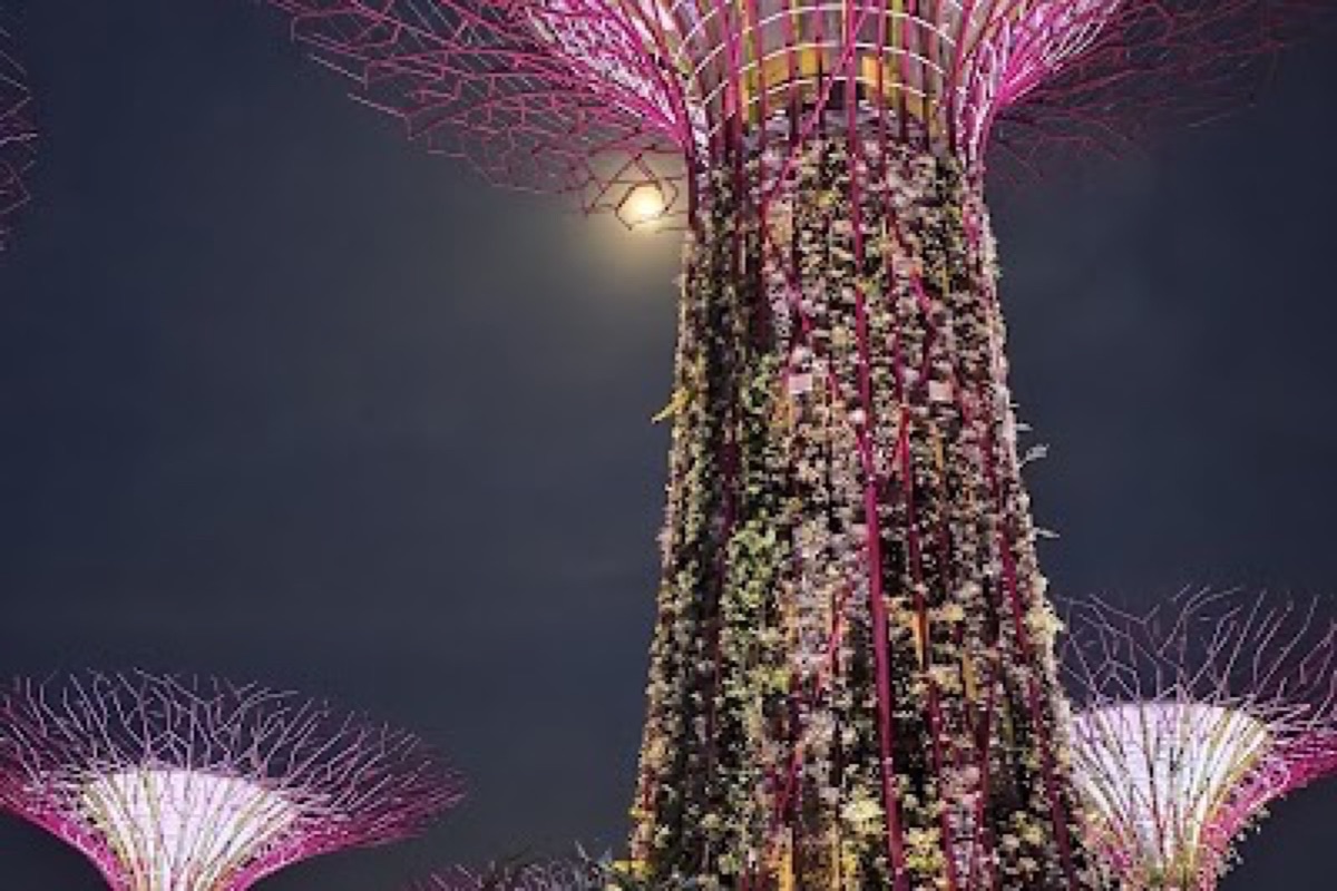 Supertree Grove vertical gardens lit up during the Garden Rhapsody evening show