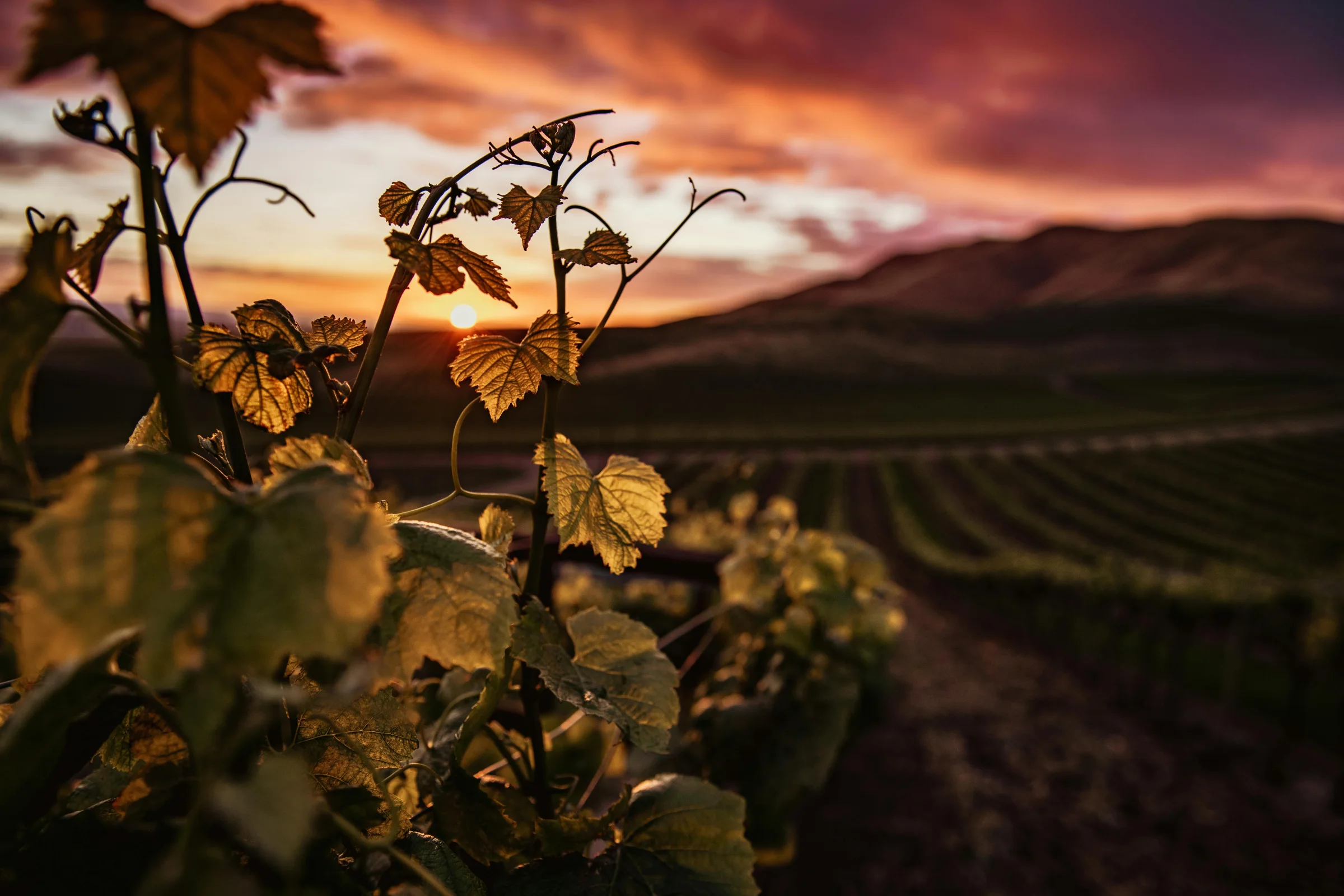 Golden-hour view of Sonoma Valley vineyards and rolling hills in California.