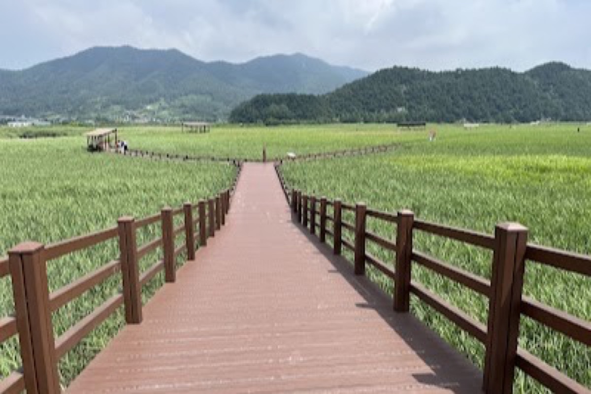 Suncheon Bay Wetland Reserve golden reed fields and boardwalk trails at sunset in Suncheon