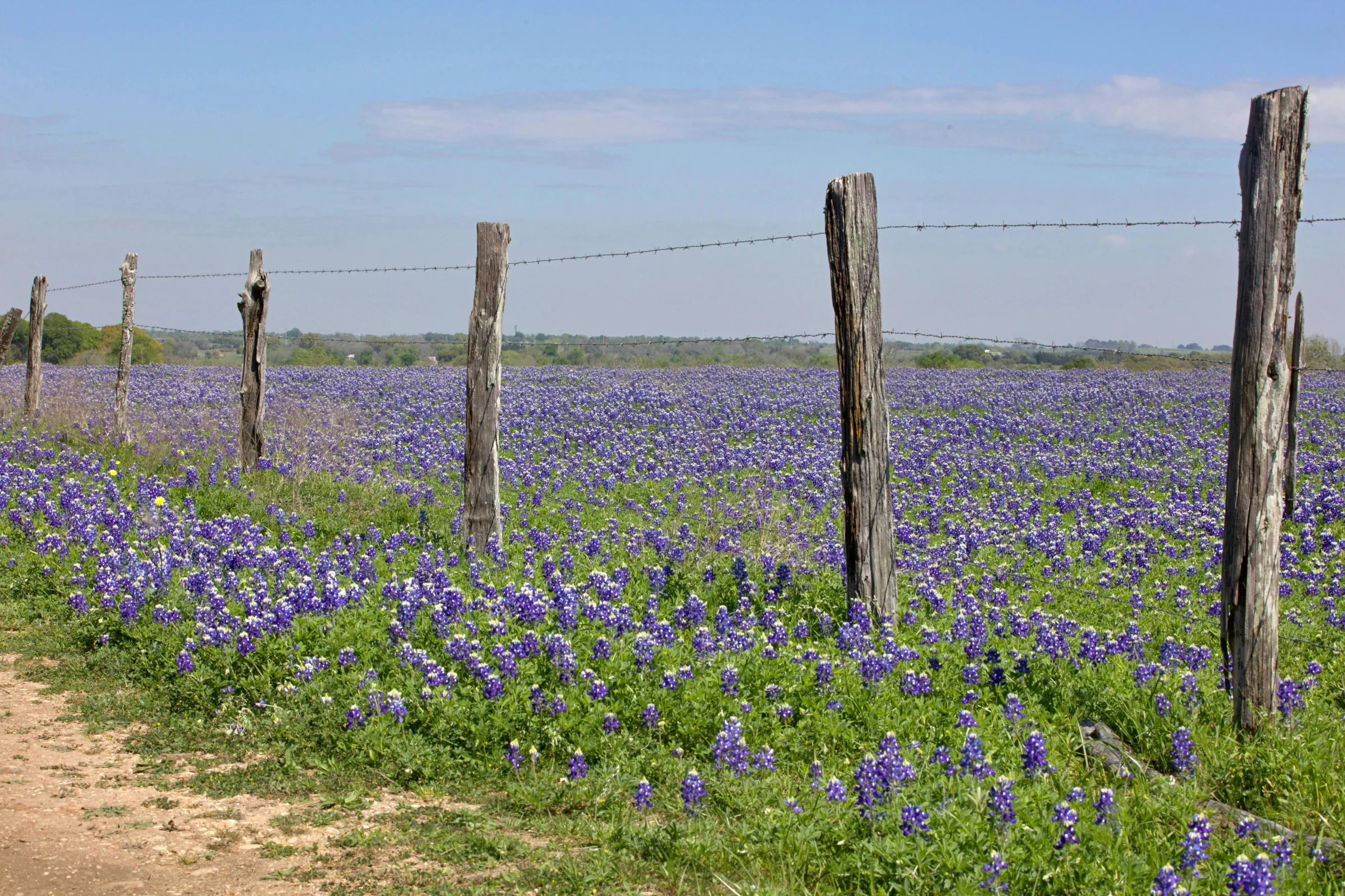 Scenic Texas Hill Country road at sunset with wildflowers and small-town landscape