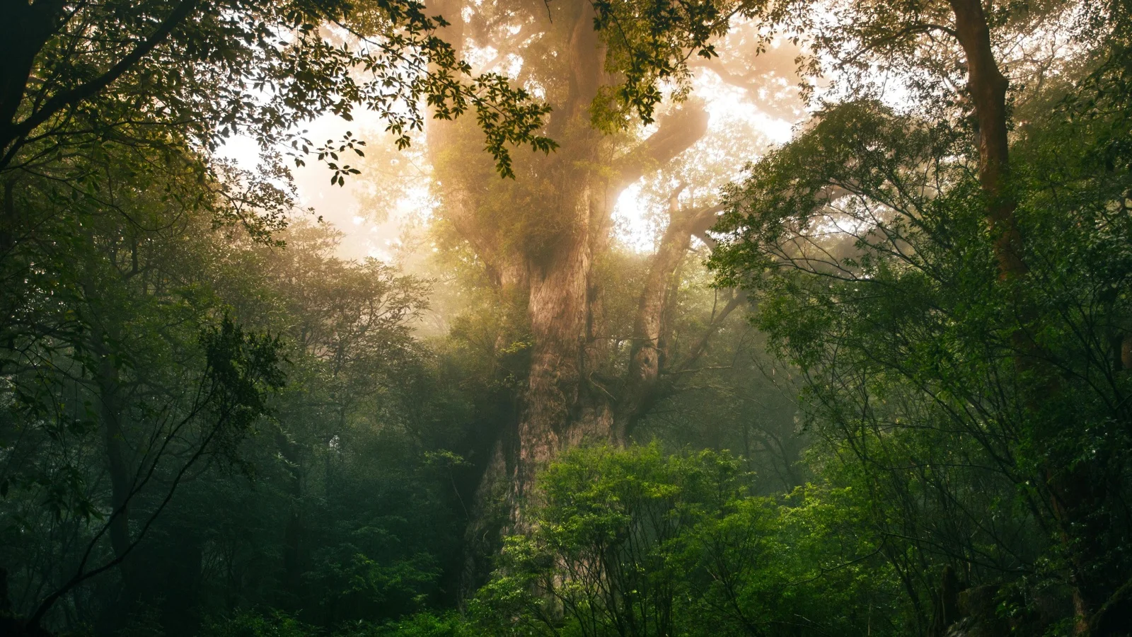 Ancient cedar trees towering over moss-covered trails in Shiratani Unsuikyo Valley, Yakushima, Kagoshima, Japan