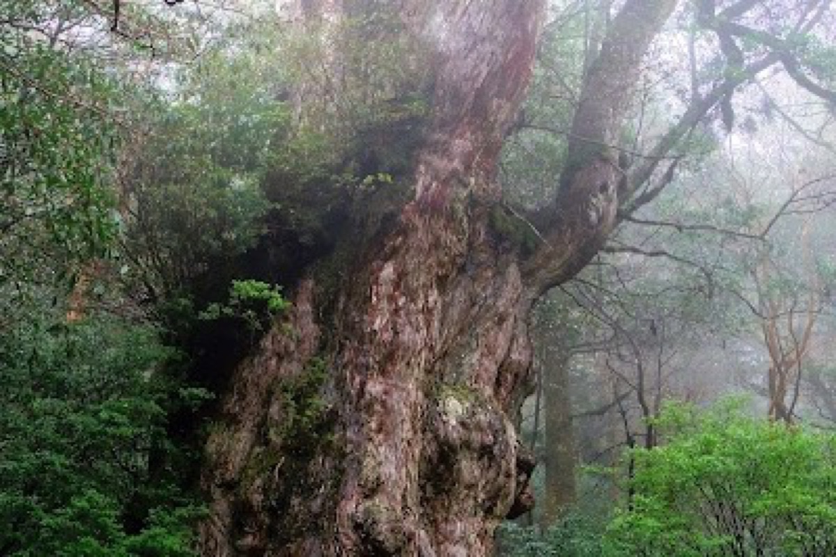 Jomon Sugi in Yakushima
