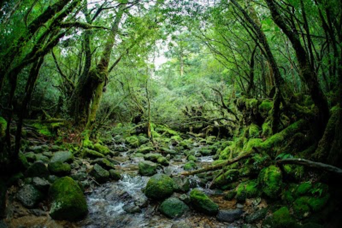 Shiratani Unsuikyo Valley in Yakushima