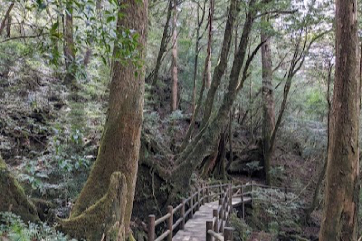 Yakusugi Land in Yakushima