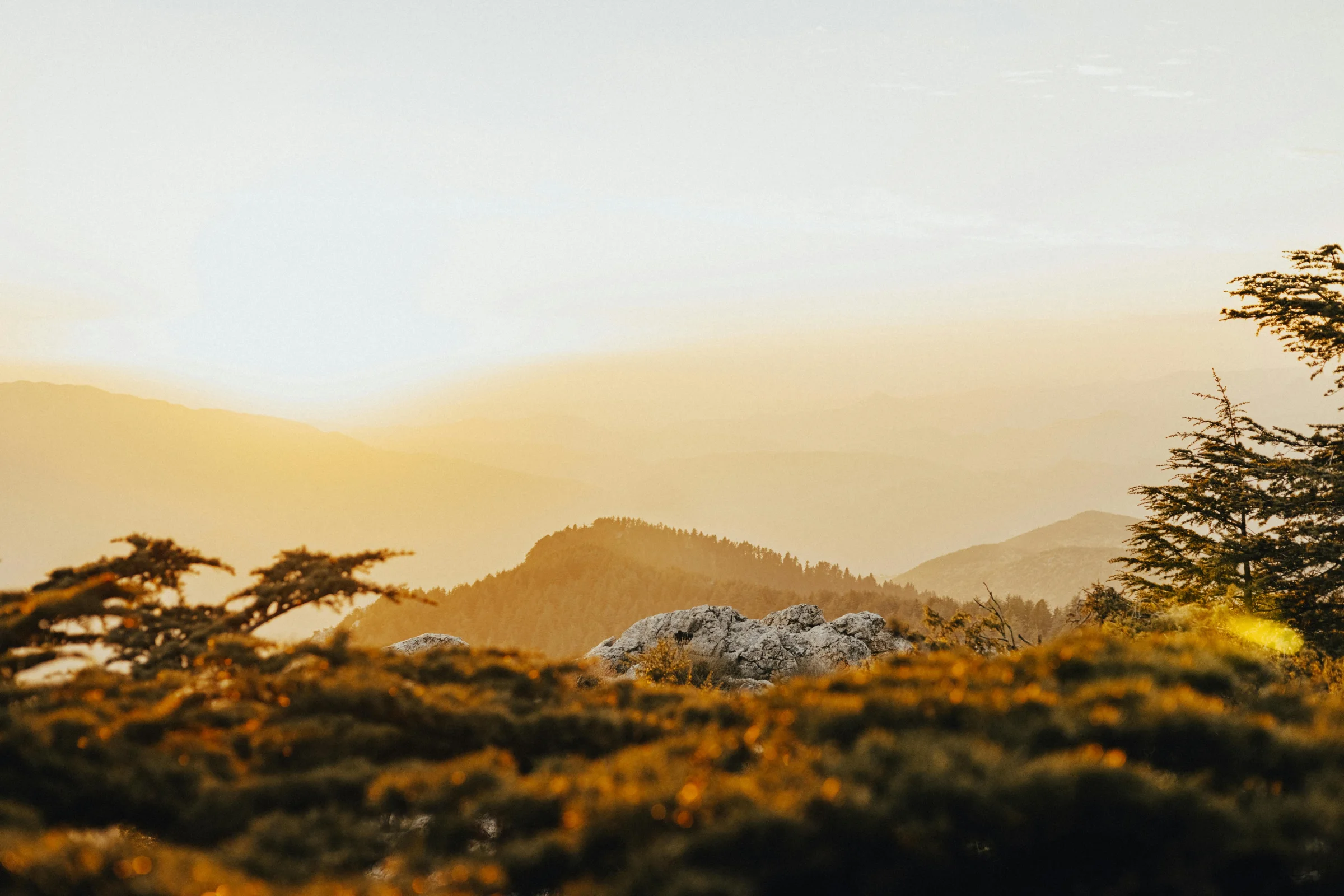 Misty Yakushima cedar forest with mountains in the background, Japan