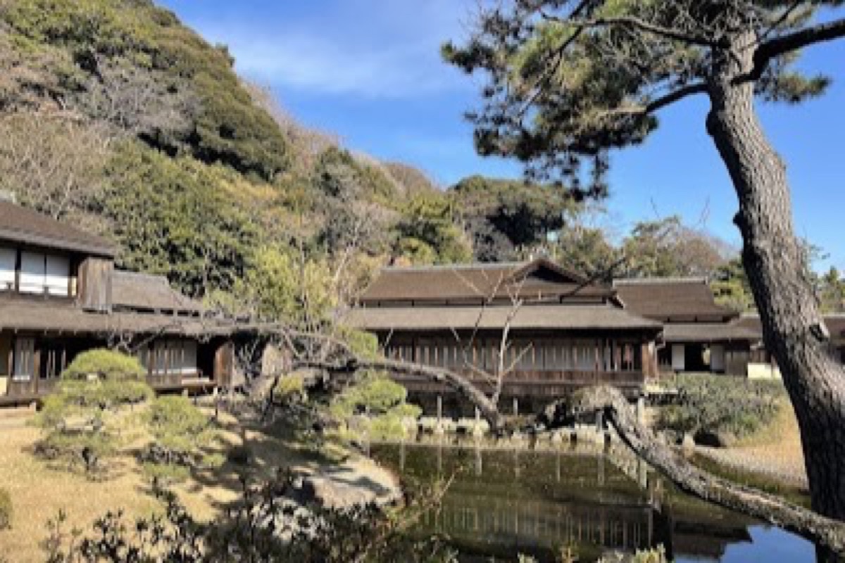 Sankeien Garden with cherry blossoms and historic pagoda