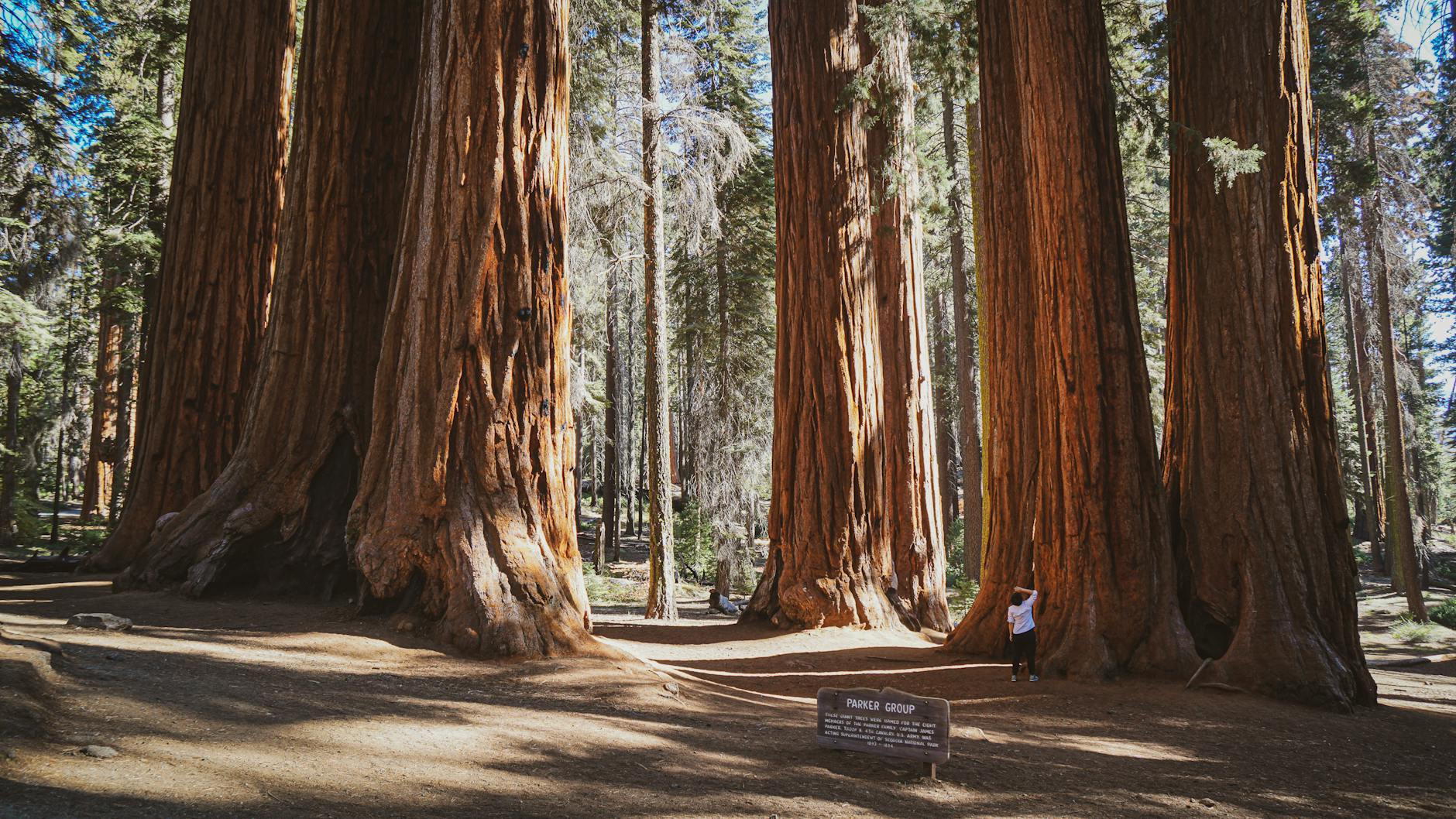 Yosemite - Mariposa Grove of Giant Sequoias in Yosemite National Park